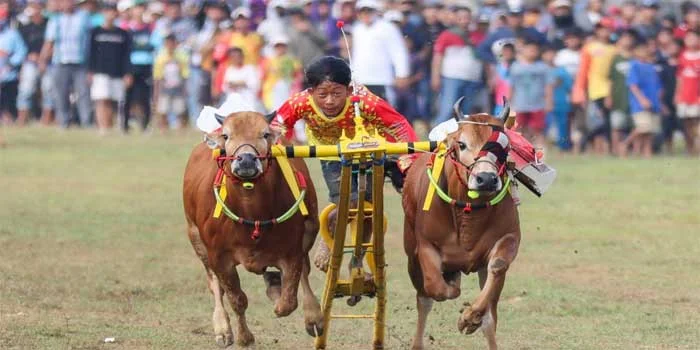 Karapan Sapi Madura Tradisi Kebudayaan Indonesia